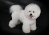 Bichon_Frisé_-_studdogbichon.jpg