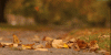 34003-Fall-Leaves-Gif.gif