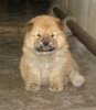 58586542_2-CHOW-CHOW-PUPPY-Bacolod-City.jpg