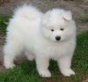 samoyed_11[1].jpg