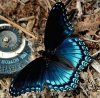 blue-butterfly.jpg