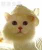 Cute-pet-07.jpg