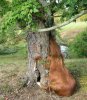 horse and tree together again.jpeg