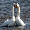 gurnhill-swans-lrg.jpg