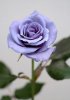 blue-rose.jpg