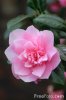 12_69_53---Camellia_web.jpg