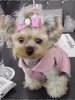 puppy9458948.jpg