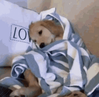 GIF-51b1f4128fda5bc7e0e61843b60531f1.gif