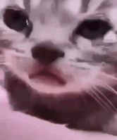 upload_2026-3-8_17-16-50.gif