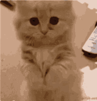 upload_2026-5-11_1-34-10.gif
