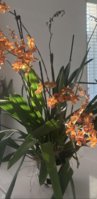 IMG_1108.jpeg