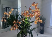 IMG_1107.jpeg