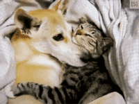 upload_2026-7-21_19-56-40.gif