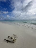 IMG_8948.jpeg