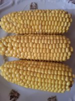 20260808_174232.jpg