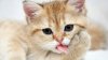 cute-kitty-wallpaper-hd.jpg