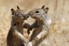 kissing-squirrels-2.jpg