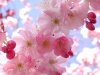 Spring-flowers-pink-pretty-1-jpg.jpg