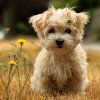 cute_little_dog_wallpaper-1024x1024.jpg