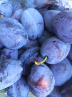 IMG_20260815_172229.jpg