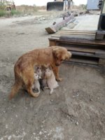 att.snn5d4oiN7QkZsyGJJ11Uvr7KrkiC0iREDODTYOYH8Q.jpg.jpeg