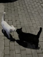 IMG_5218.jpeg