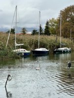 IMG_8225.jpeg