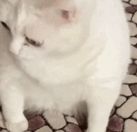 cat-macska.gif