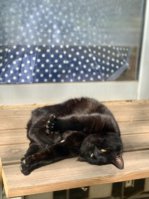 IMG_4909.jpeg