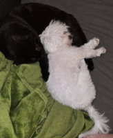 file_0000000019248246aa41391576cf4167(1).png