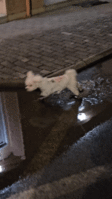 20261012_012913_1(1).gif