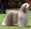 beardedcollie.jpg