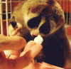 kolac.gif