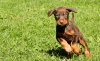 doberman_puppy_by_doberman4life-d5gr7sg.jpg