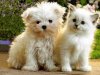 cute-animals141.jpg