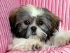 shihtzu-cute-animals-apple-desktop.jpg