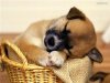 cute-animals-wallpapers-high-definition-wallpapers.jpg