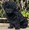 Black-Poodle-Puppy.jpg