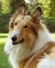 Collie-(Rough)-5.jpg