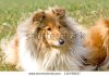 stock-photo-collie-132798257.jpg