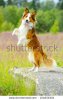 stock-photo-border-collie-dog-stand-up-on-the-flowers-background-104656301.jpg