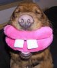 dog_with_lips_Funny_Pics-s480x571-17815-580.jpg