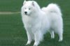 184443-dogs-samojed.jpg