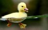 littleduckx.jpg