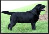 Black Labrador Retriver.jpg