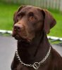 chocolate labrador retriver.jpg