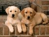 Double-Trouble-Labrador-Retrievers.jpg