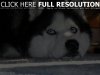 Cute-Husky-Siberiano-Dogs-Sleeping-Wallpapers.jpg