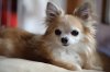 Chihuahua-cute-puppy-pictures-3.jpg