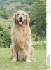 golden-retriever-440242.jpg